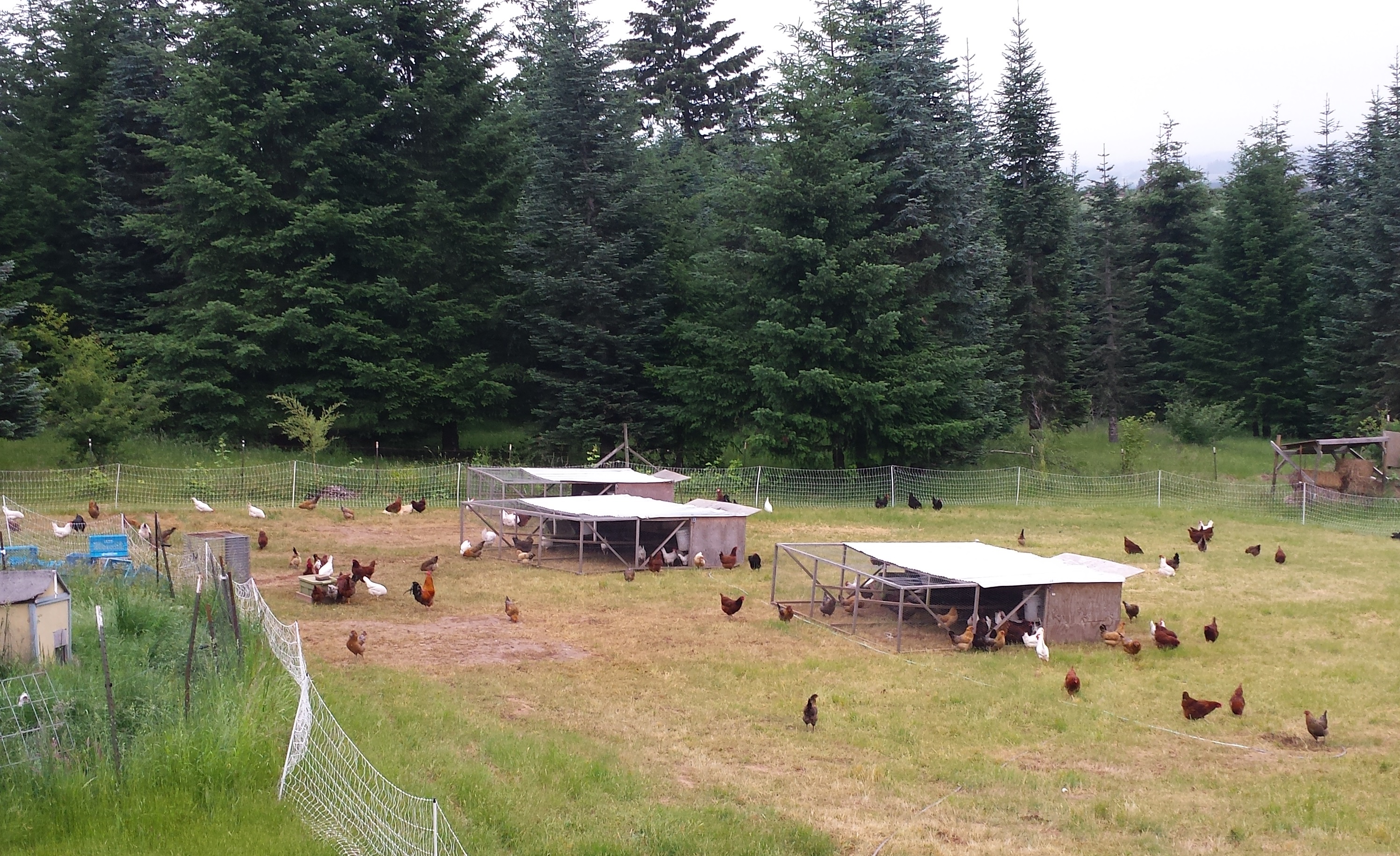 Beth and the Chickens